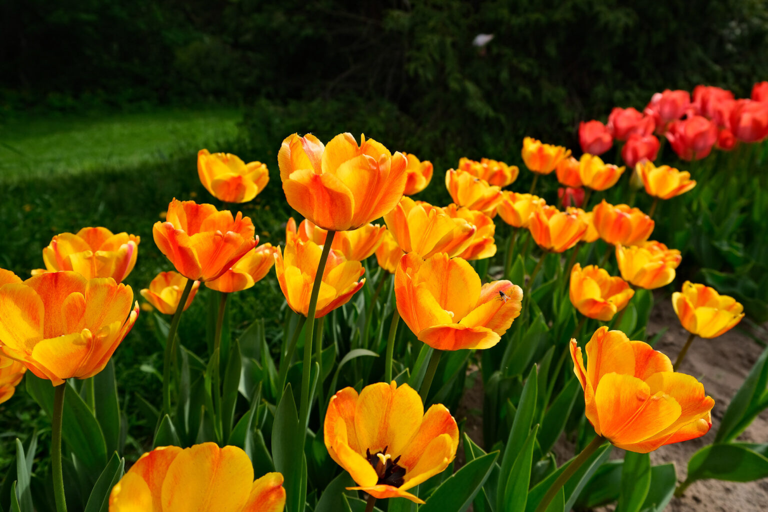 Sárga tulipánok tavasszal