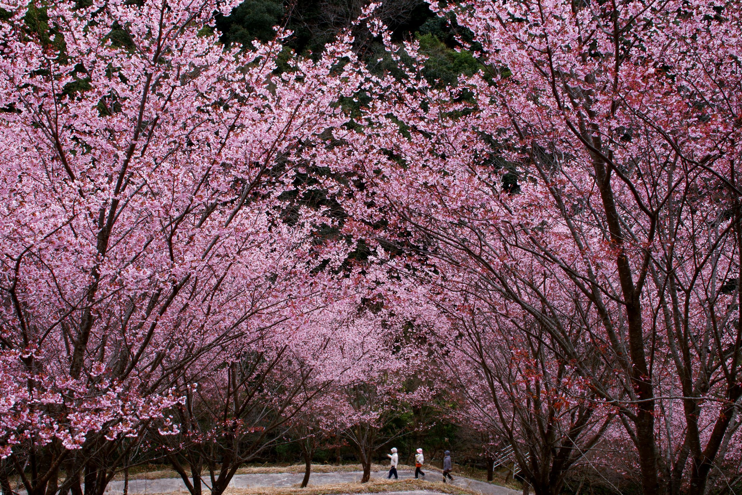 cseresznyefa-viragzas-fotok | Marie Claire Cseresznyefa virágzás Hacsiódzsiban található Takao-hegyen