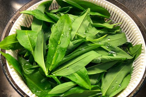 zöld medvehagyma szűrőben, vízcseppekkel a leveleken