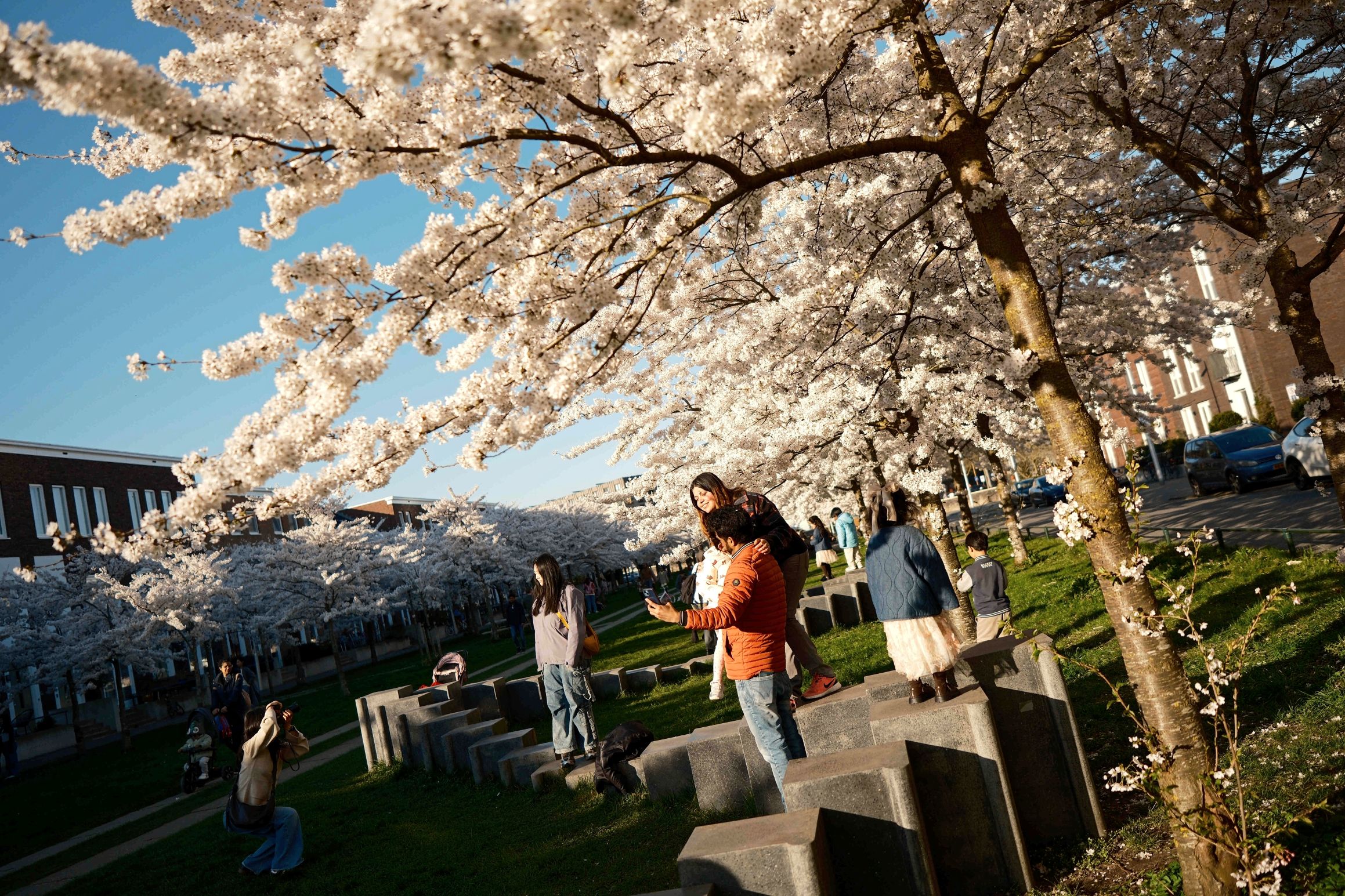 Cseresznyefa virágzás Utrechtben, Hollandiában