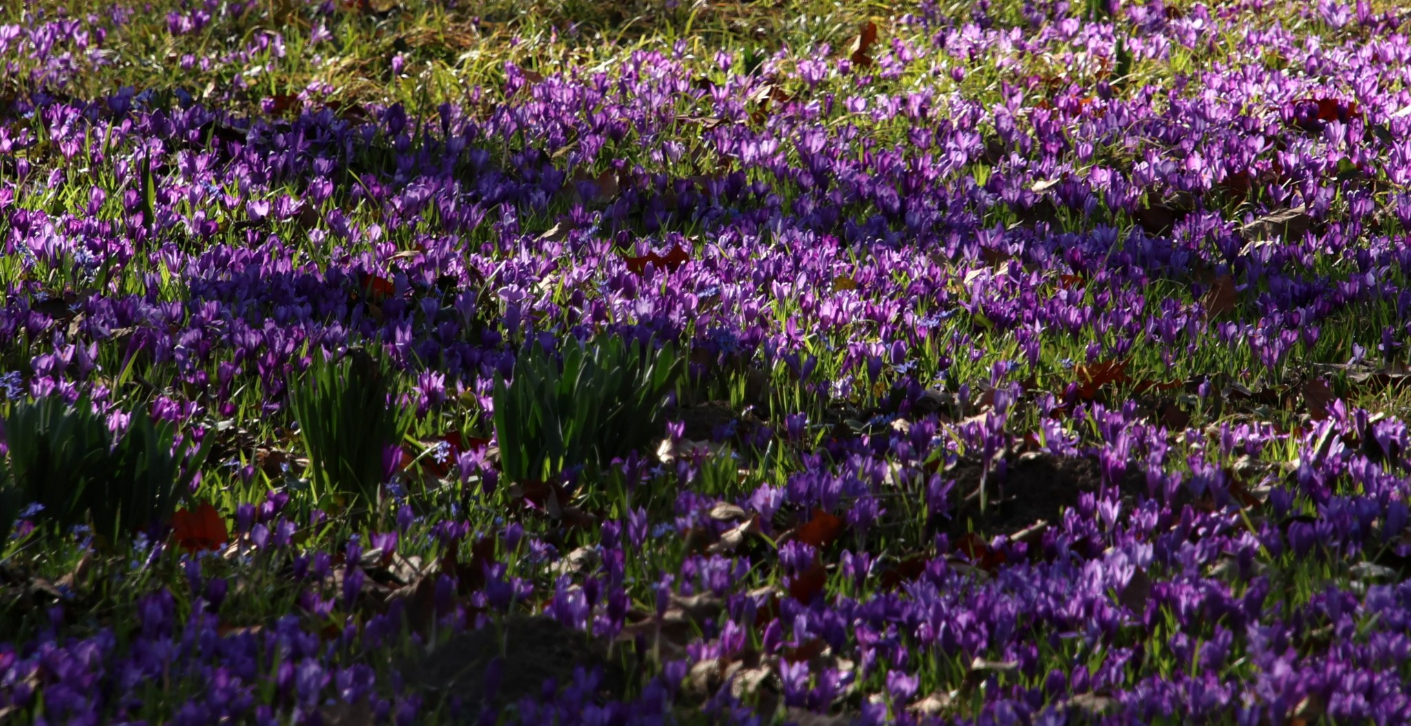 Vácrátóti Nemzeti Botanikus Kert tavasszal különösen üdítő látványt nyújt.