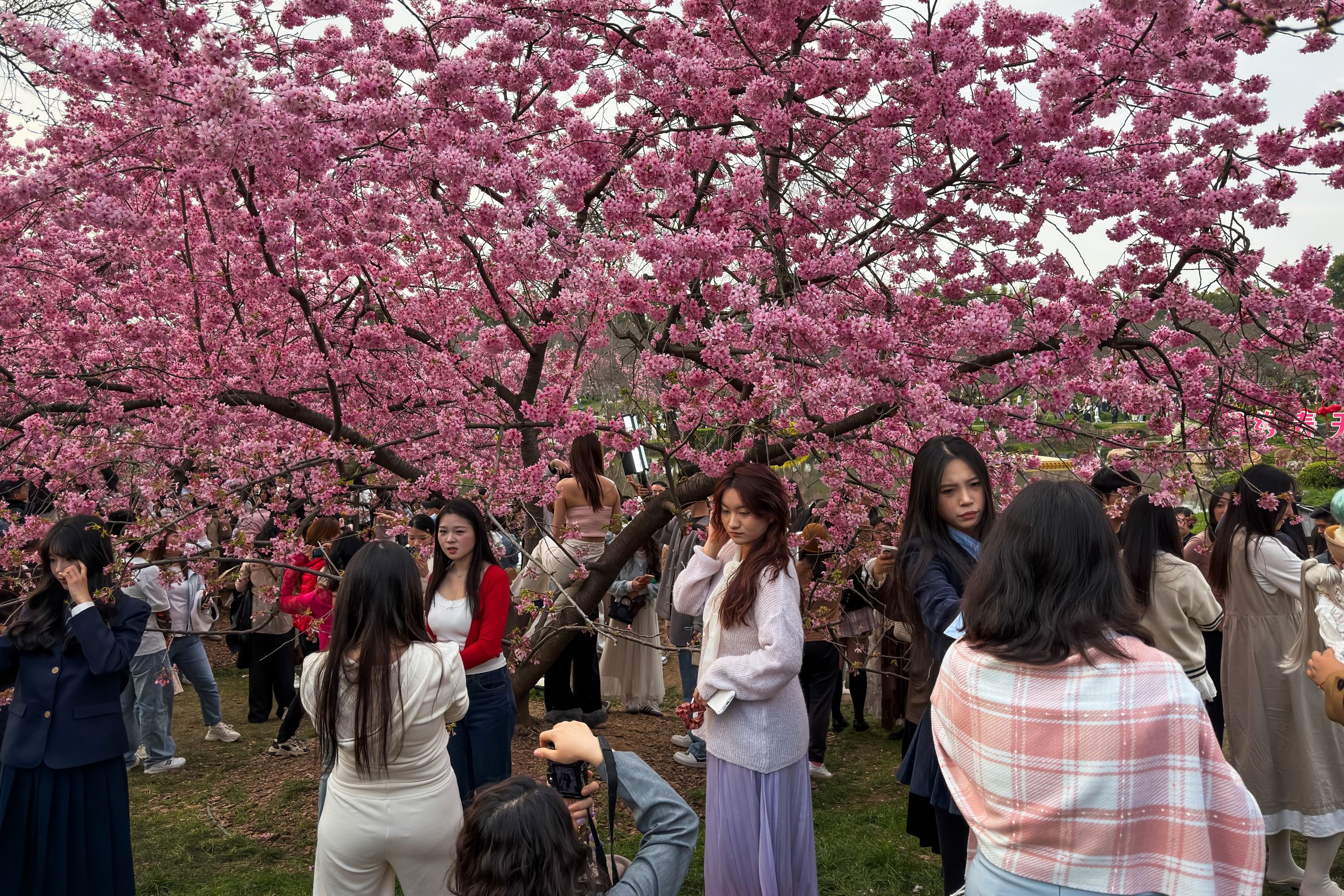 cseresznyefa-viragzas-fotok | Marie Claire Cseresznyefa virágzás Wuhanban