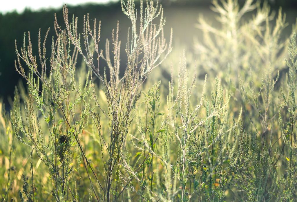 Virágzó parlagfű allergiaszezonban