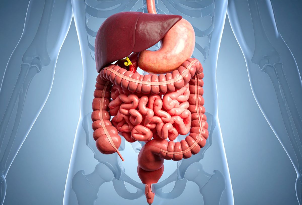 Számítógépes grafika emberi bélrendszerről