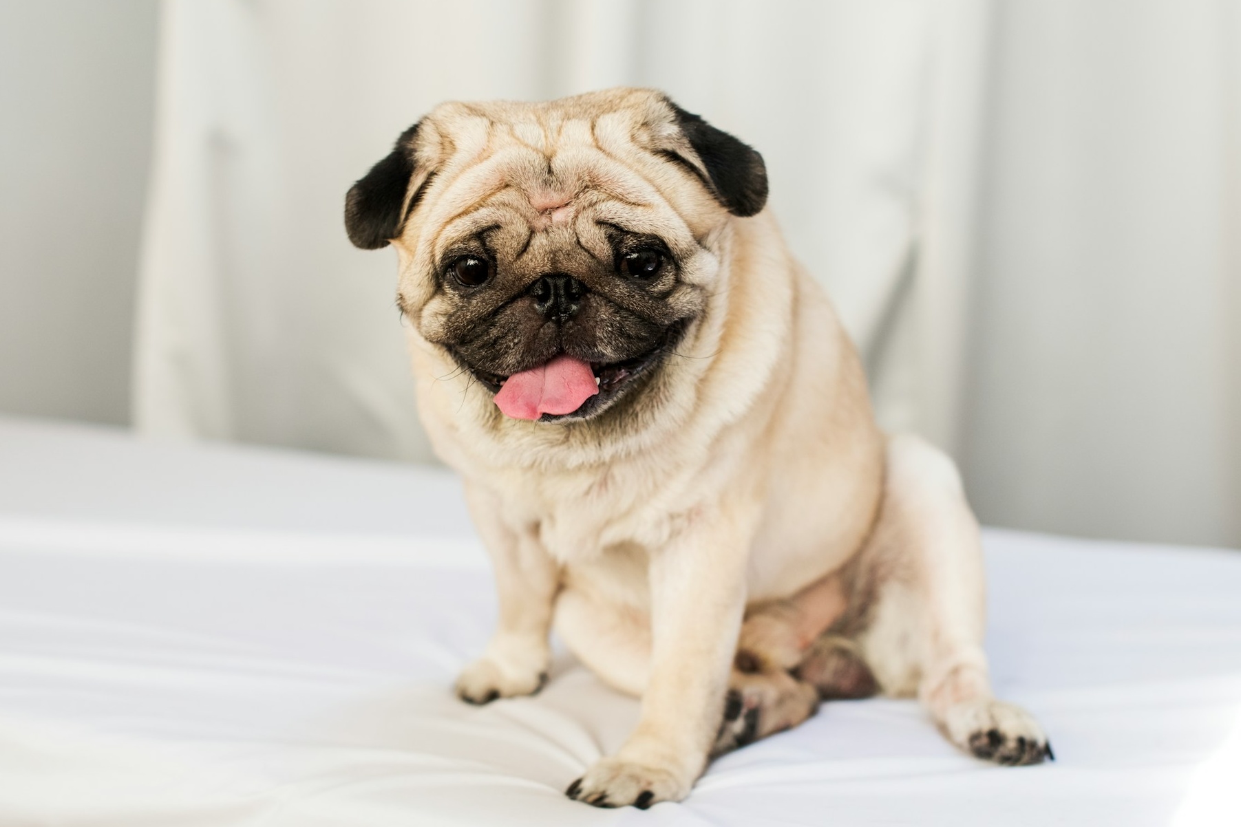 nyugodt-kutya | Marie Claire Mopsz