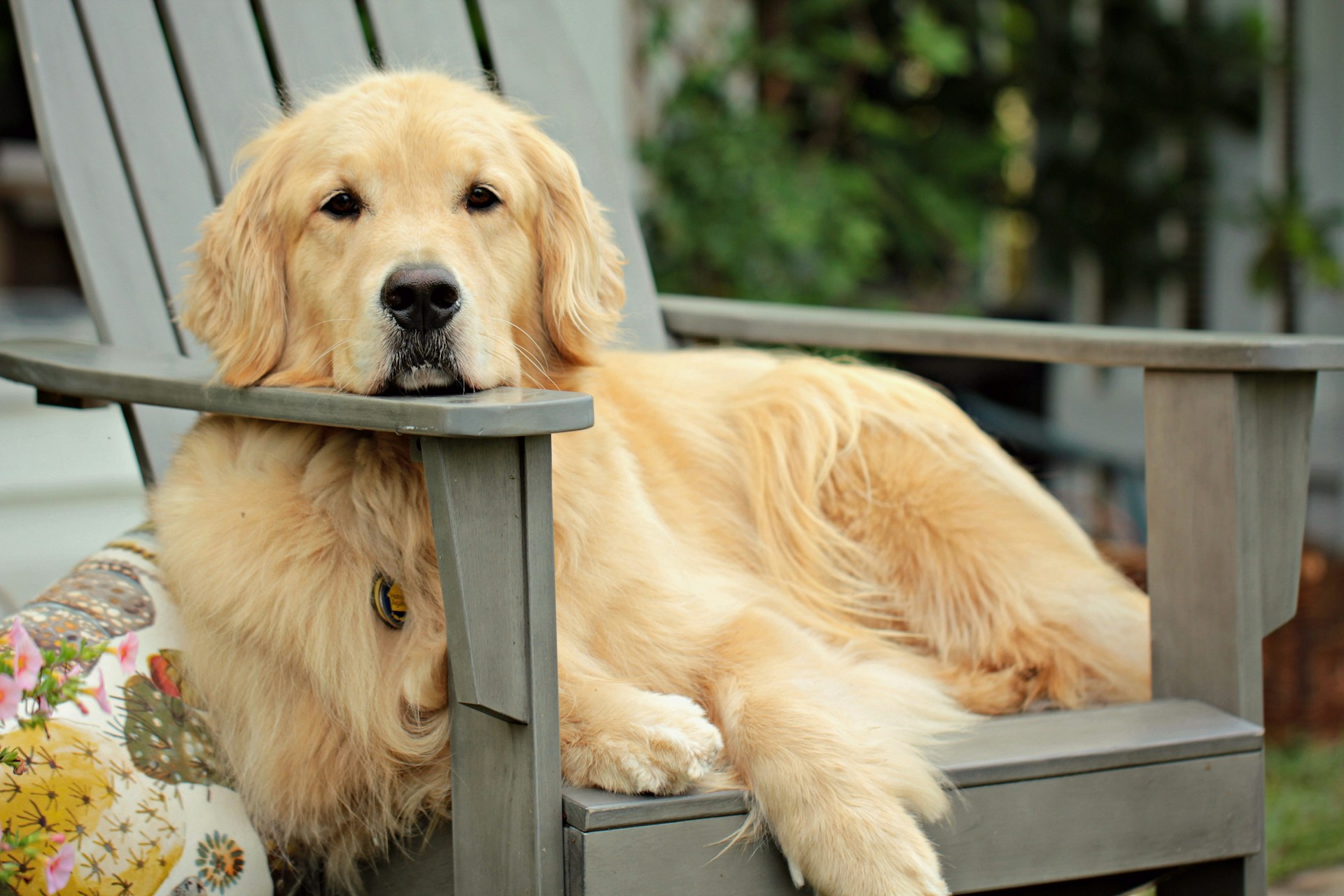 nyugodt-kutya | Marie Claire Golden retriever
