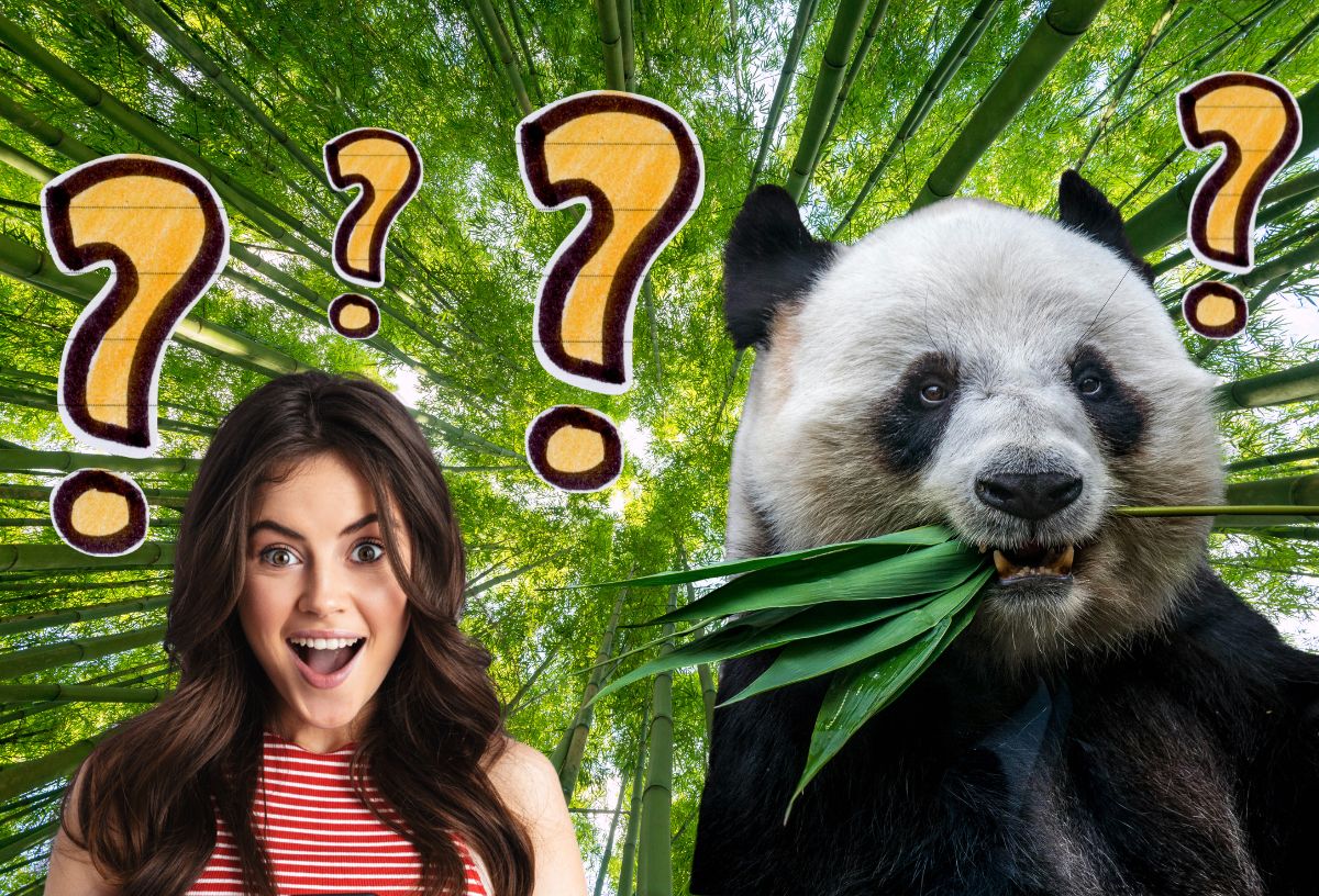 Zöld erdei háttér, panda bambuszt eszik, fiatal, barna hajú szép nő csodálkozva néz, narancsszínű kérdőjelek