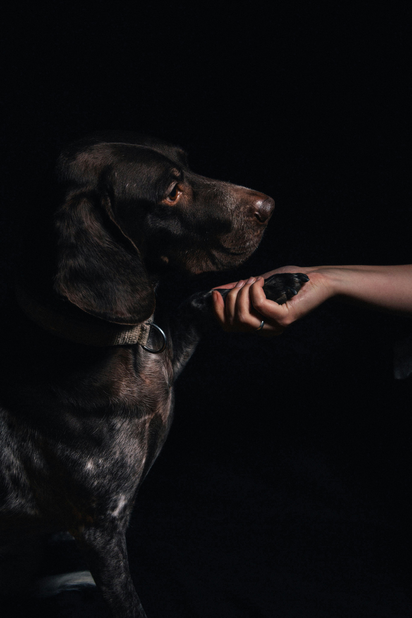 4. Szoronganak: Ha a kutyád rád teszi a mancsát, az azt is jelentheti, hogy aggódik. A mennydörgés, a szeparációs szorongás, ha azt hiszik, hogy távozni készülsz, vagy egy hirtelen kopogás az ajtón megijesztheti a kutyát, és arra késztetheti, hogy megnyugvásért forduljon hozzád. Nehézlégzés, alacsony farok vagy nyugtalanság kísérheti a kutya mancstartását.