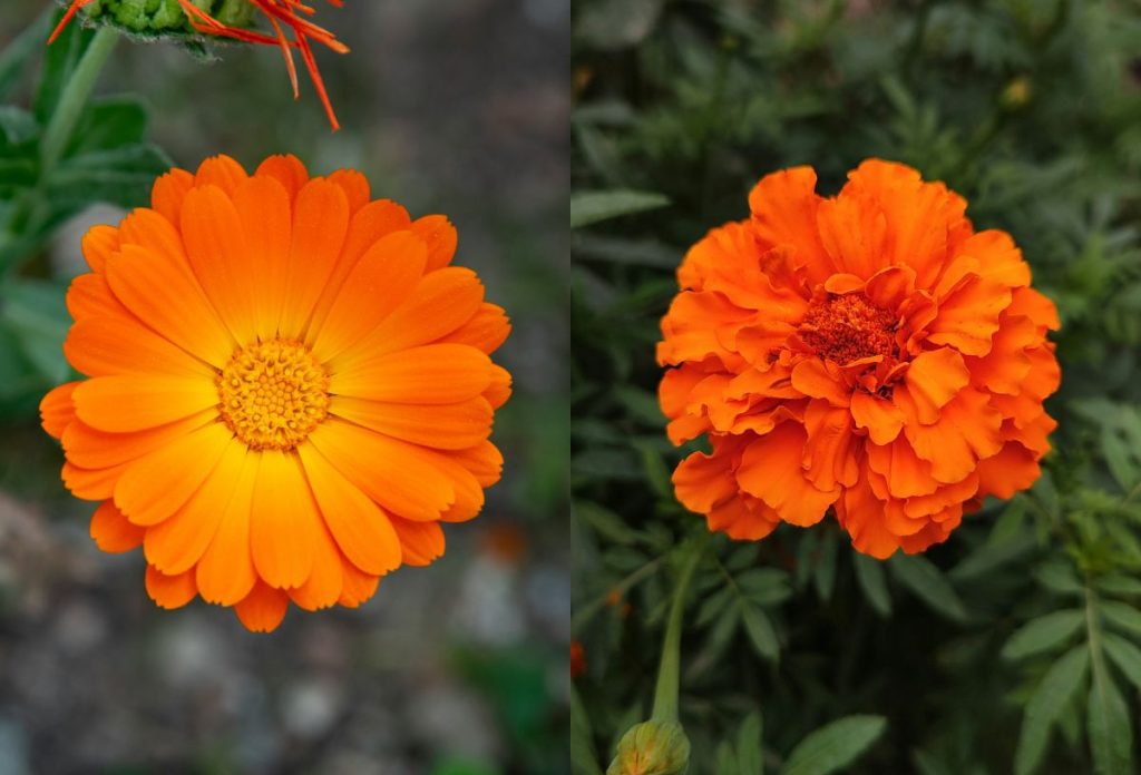 Bal oldalon körömvirág, jobb oldalon bársonyvirág (büdöske)