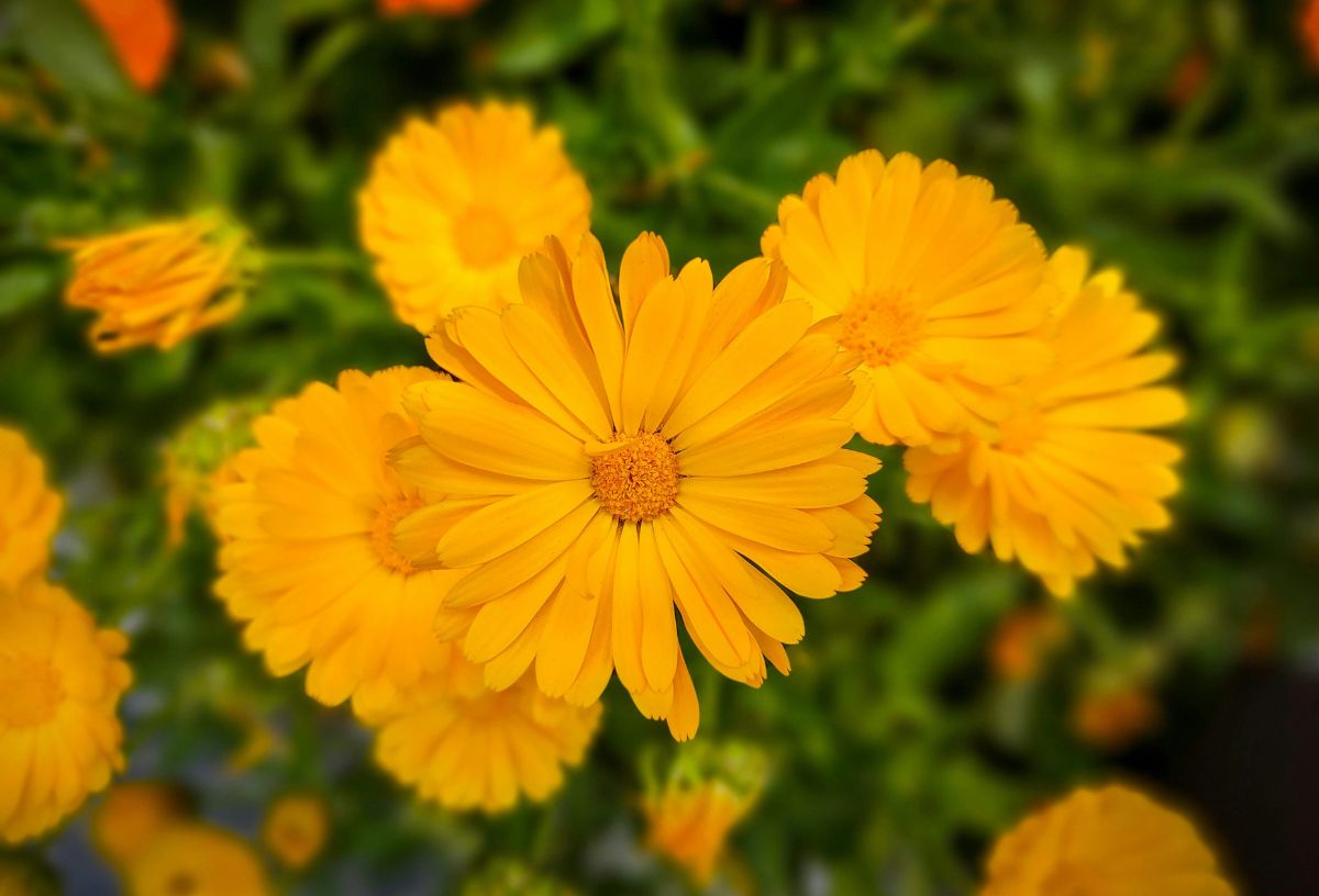 Sárga körömvirág kertben