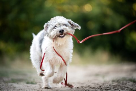 Egy fehér kutya piros pórázzal a szájában fut a szabadban