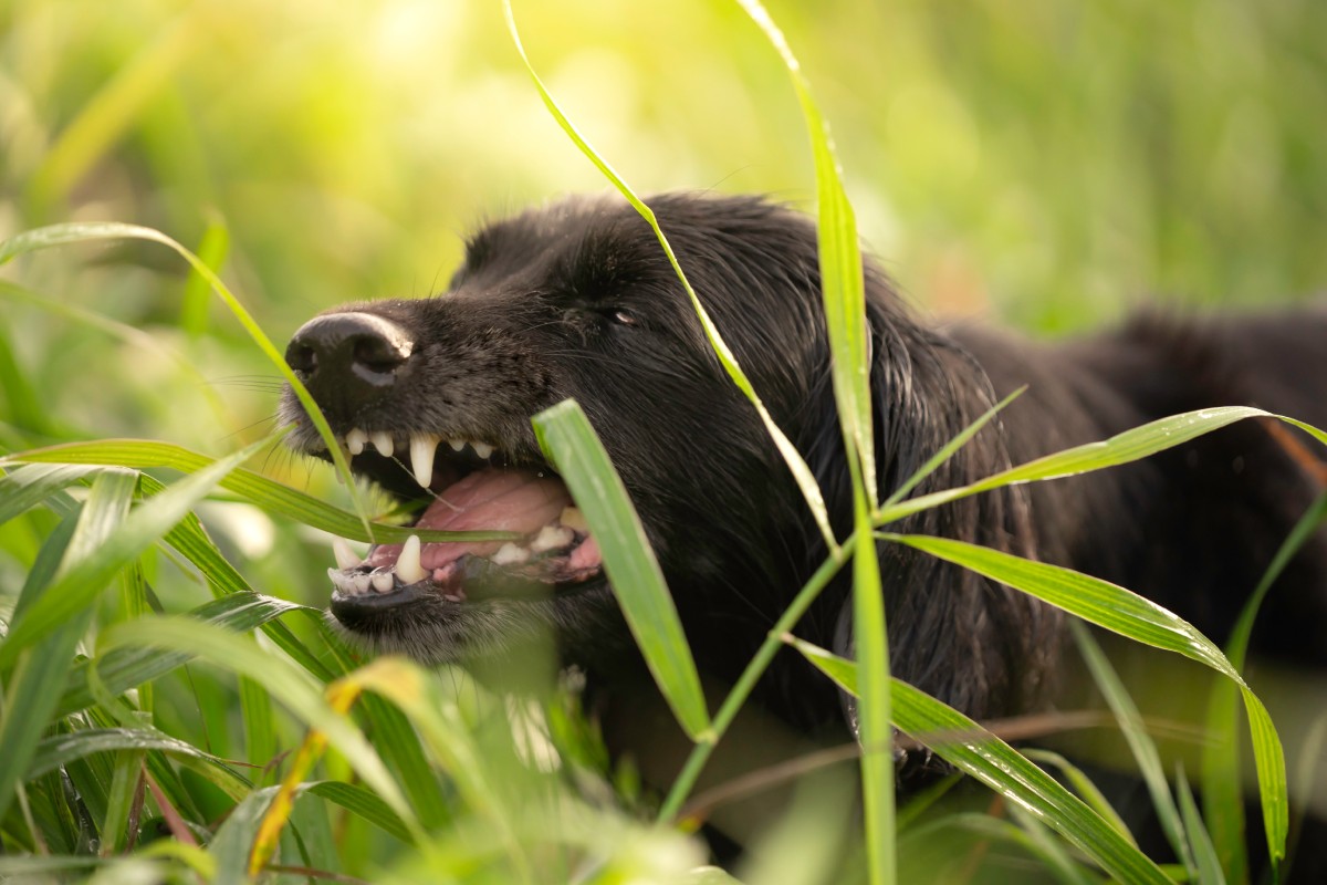 fekete kutya füvet eszik