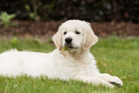 golden retriever fűcsomóval a szájában