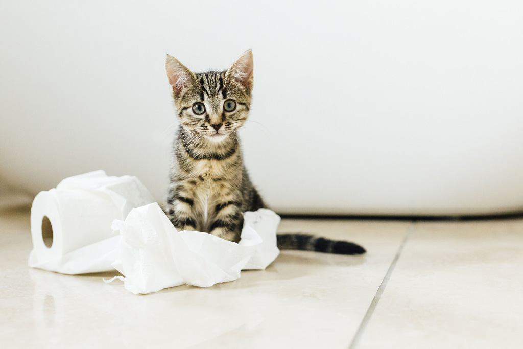 Egy kiscica a mosdó padlóján játszik a vécépapírral