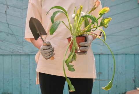 Márciusi kerti munkához készült nő, kezében megsárgult levelő cserepes növénnyel és kerti kis ásóval bézs pólóban és fekete leggingszben kék faborítású épület előtt