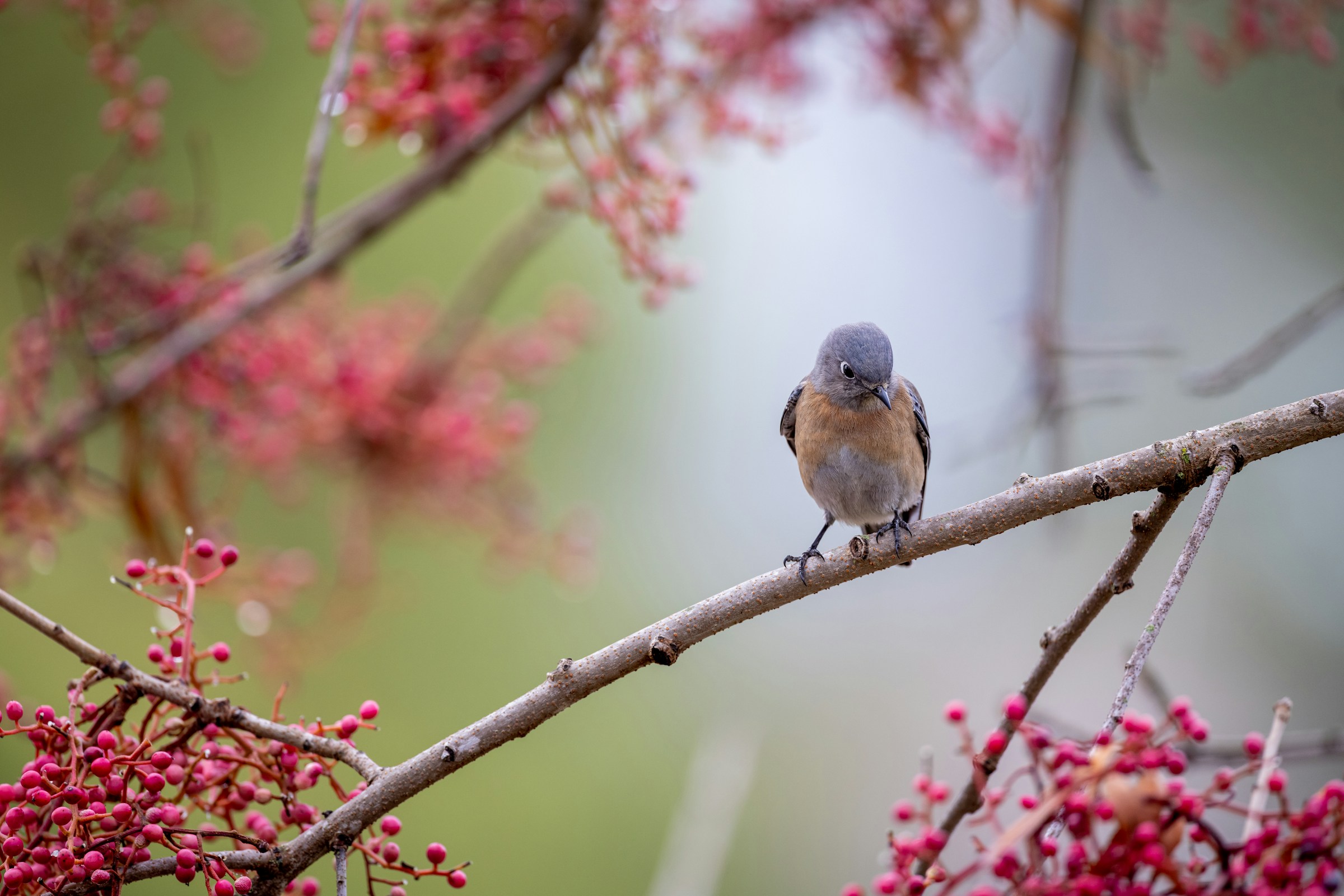 Madár ül a rügyező fa ágán