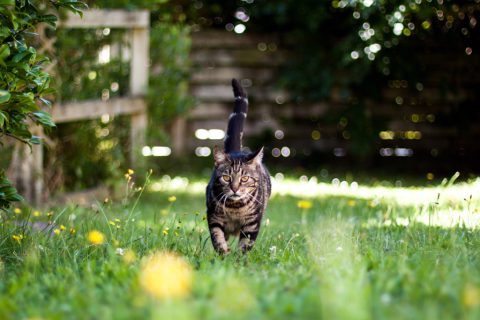 Egy házi macska sétál a zöldellő kertben