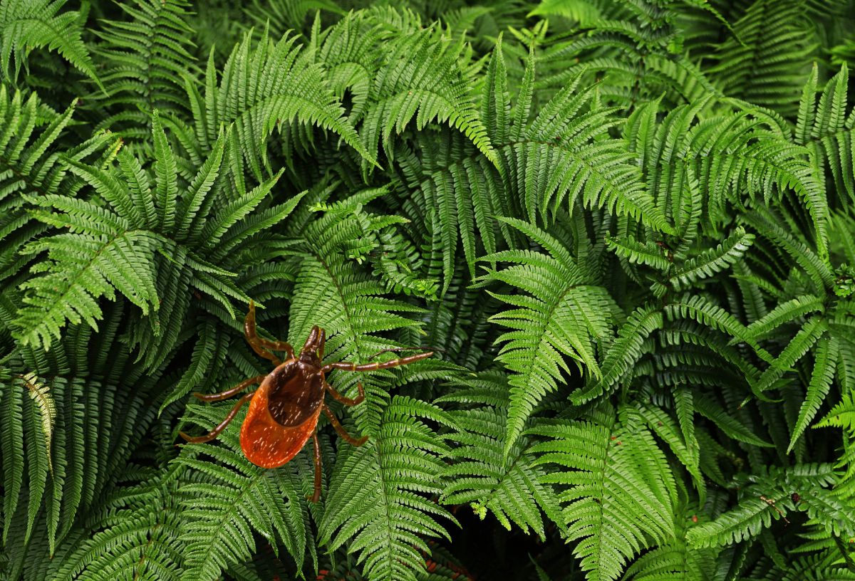 Dús páfrány, rajta egy kullancs