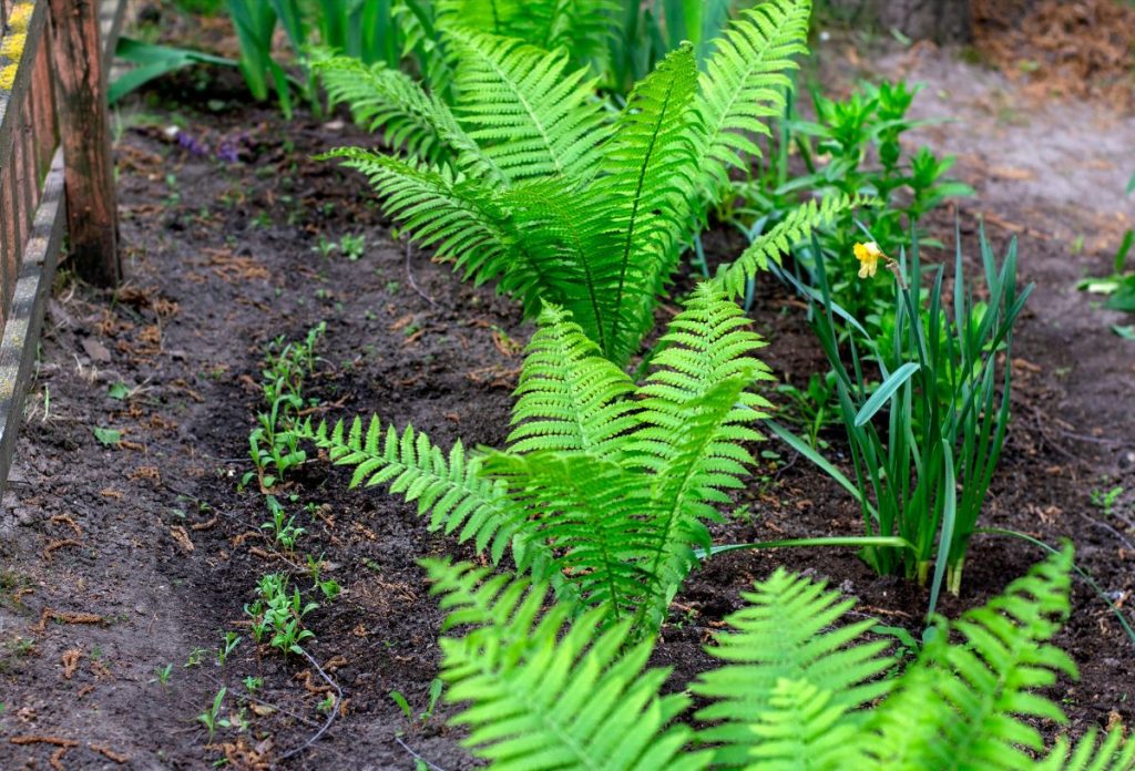 pafrany-kertben | Marie Claire Gondozott páfránysor kertben