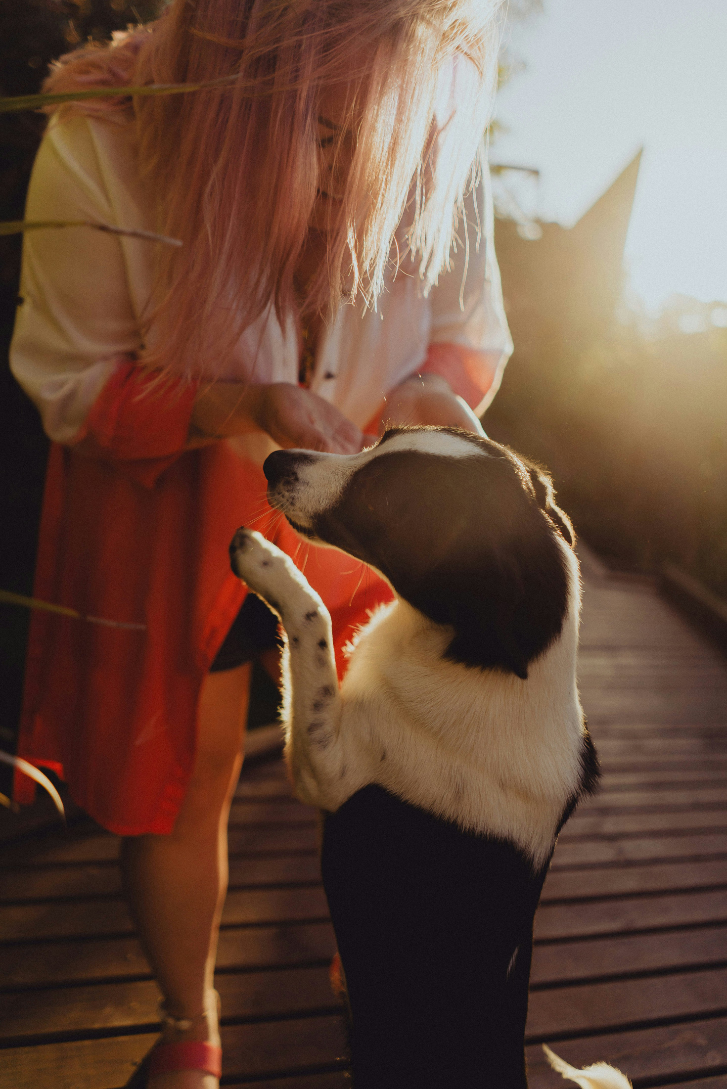 3. Figyelmet akarnak: Vannak kutyák, akik függetlenebbek, és nem vágynak simogatásra vagy a figyelmed felkeltésére. Más kutyák jobban vágynak az érintésre, ezért rád tehetik a mancsukat.