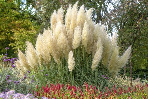 Látványos díszfüvek a kertben