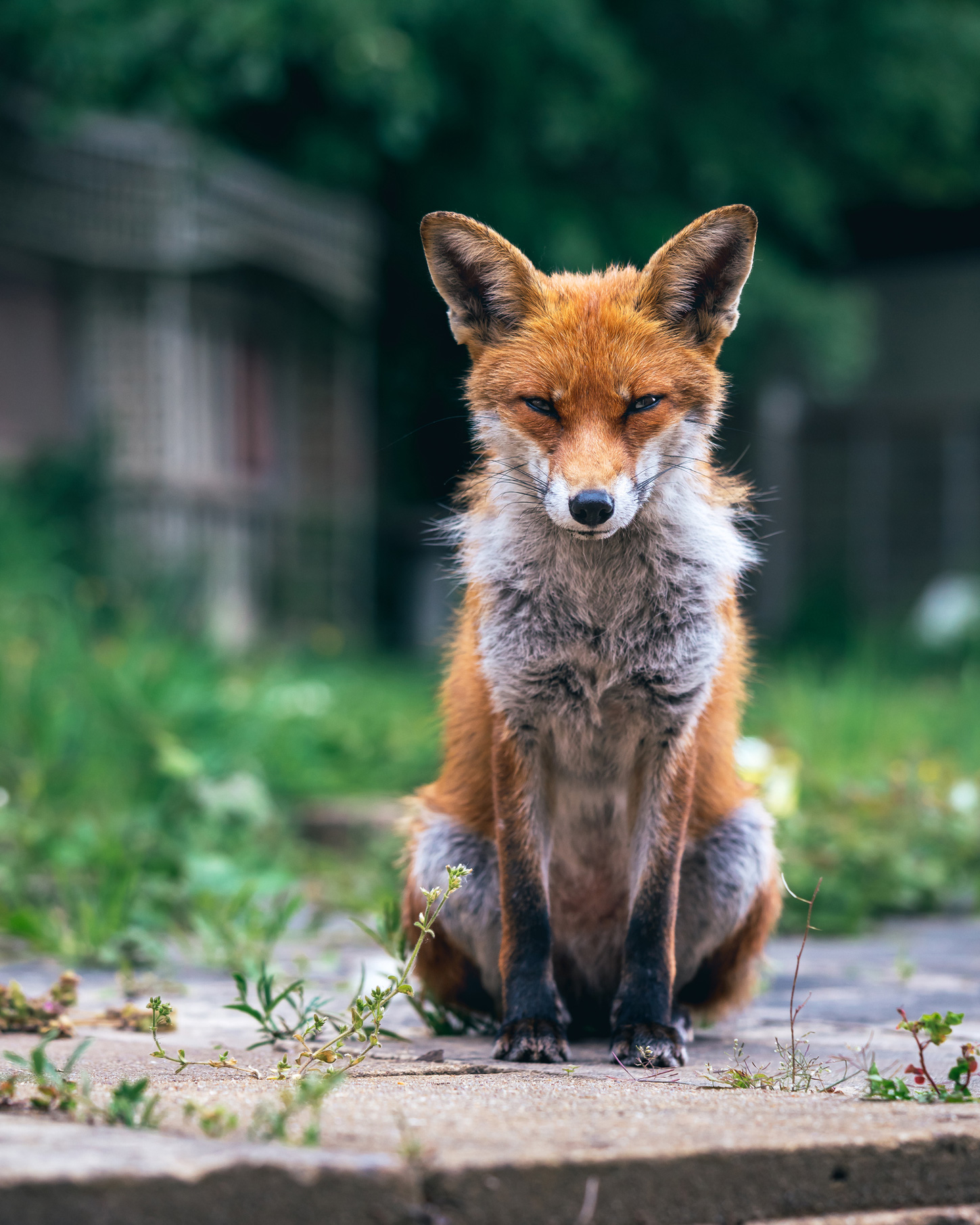 Egy róka ül és előre néz