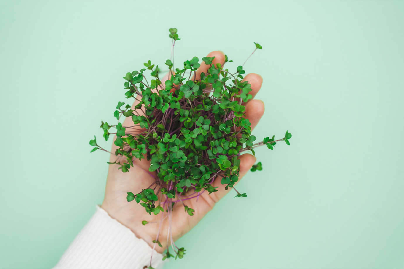 Egy női kéz brokkolicsírát tart a kezében