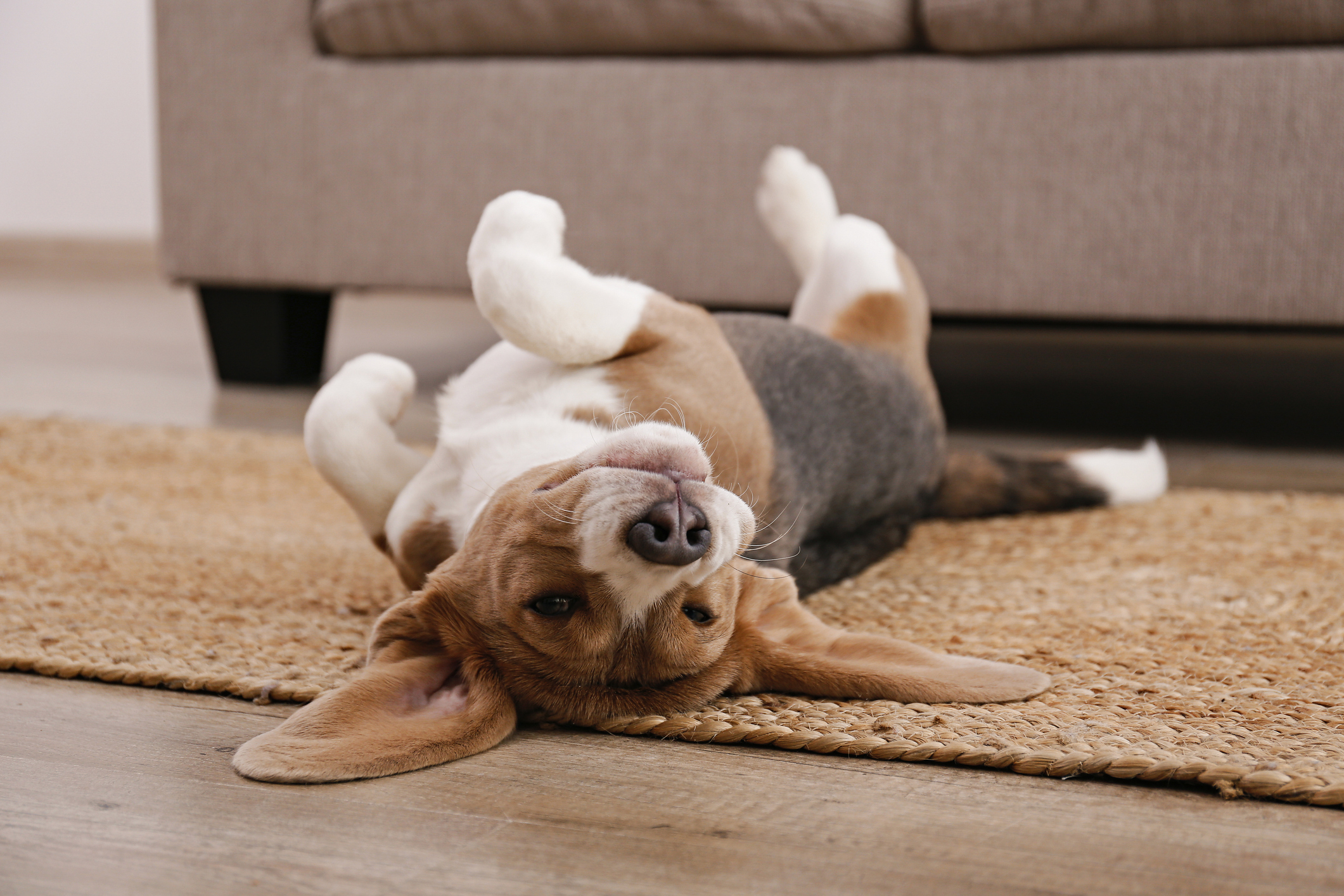 Kutya hanyatt fekszik