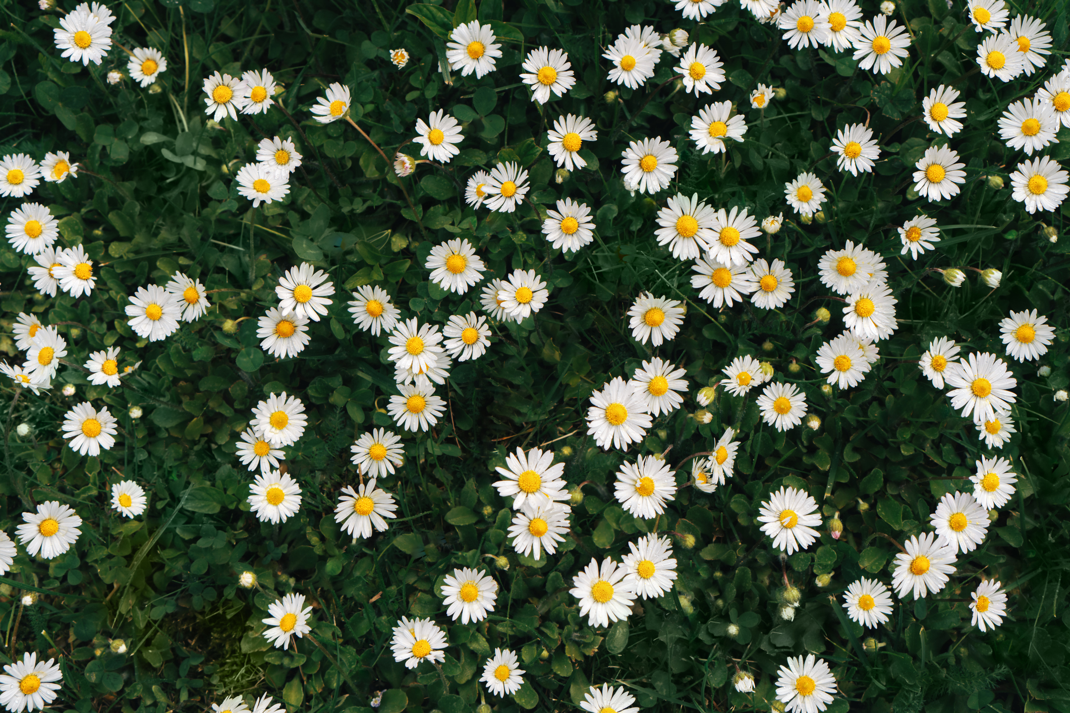 Százszorszépek mezőn