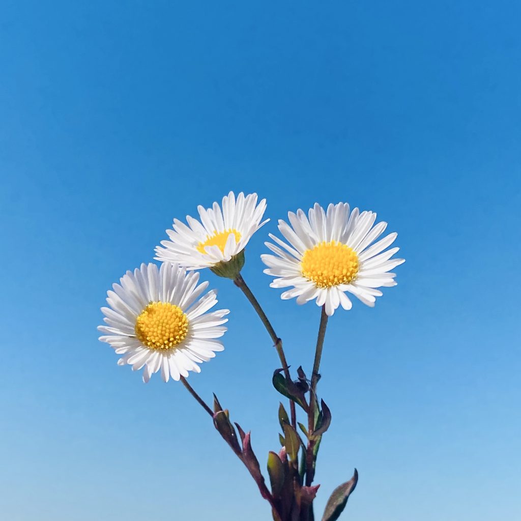 Százszorszép kék ég előtt