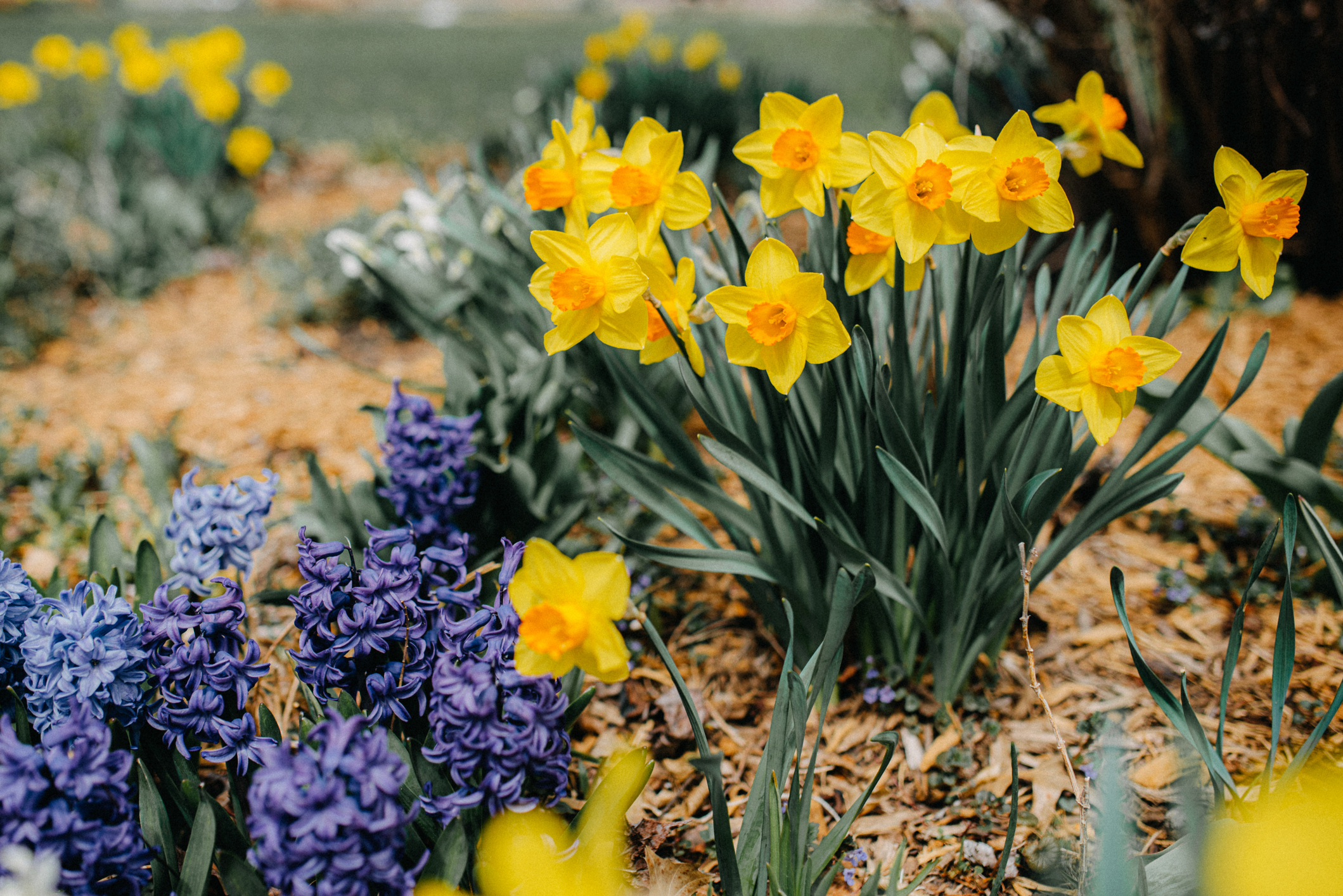 Nárciszok a kertben