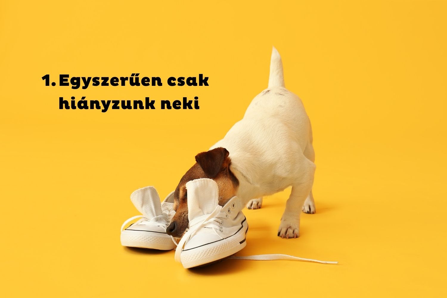 Jack russel terrier fehér tornacipőkkel játszik sárga háttér előtt