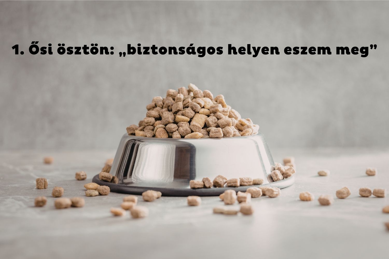 Kutyaeledel púposra pakolva fém kutyatálban, szétszóródva a padlón körülötte kutyatáp
