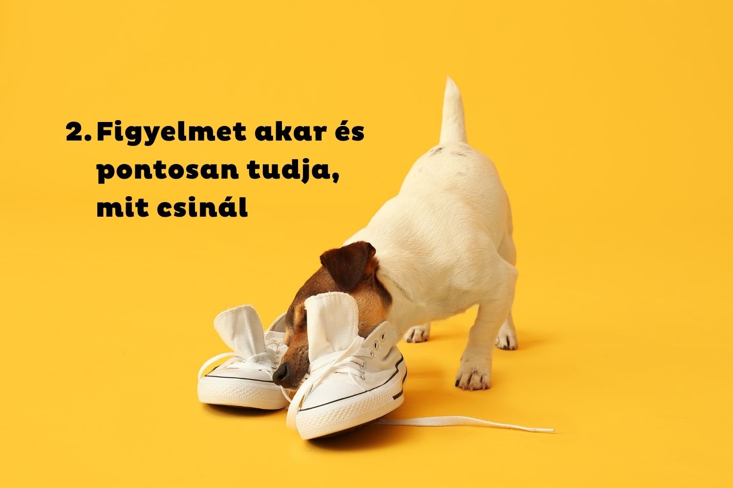Jack russel terrier fehér tornacipőkkel játszik sárga háttér előtt