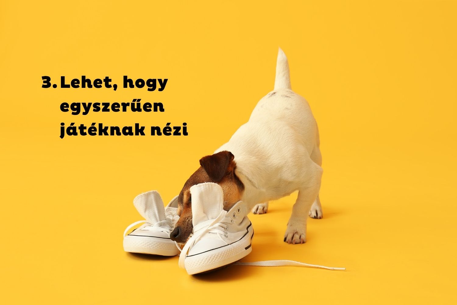Jack russel terrier fehér tornacipőkkel játszik sárga háttér előtt