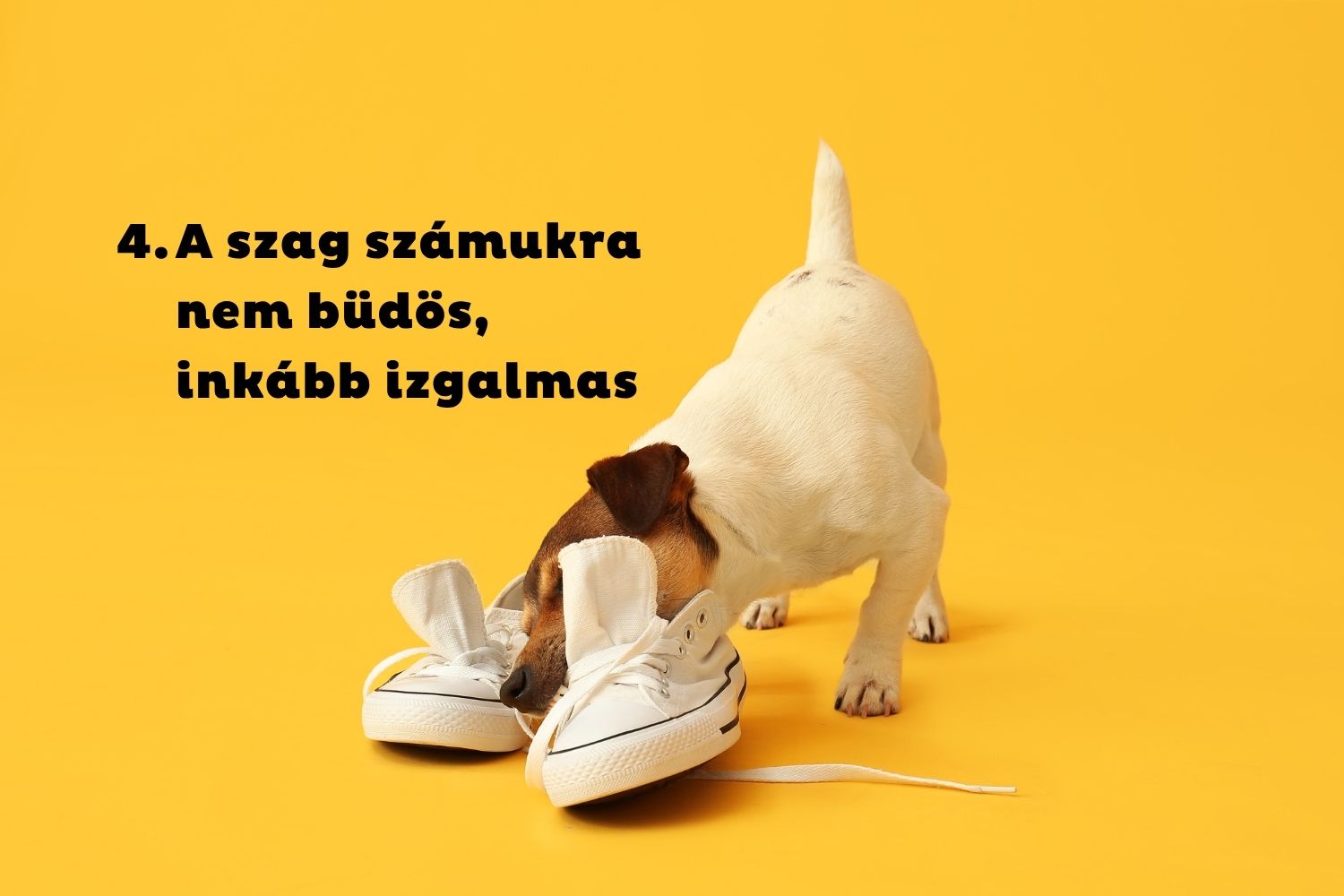 Jack russel terrier fehér tornacipőkkel játszik sárga háttér előtt