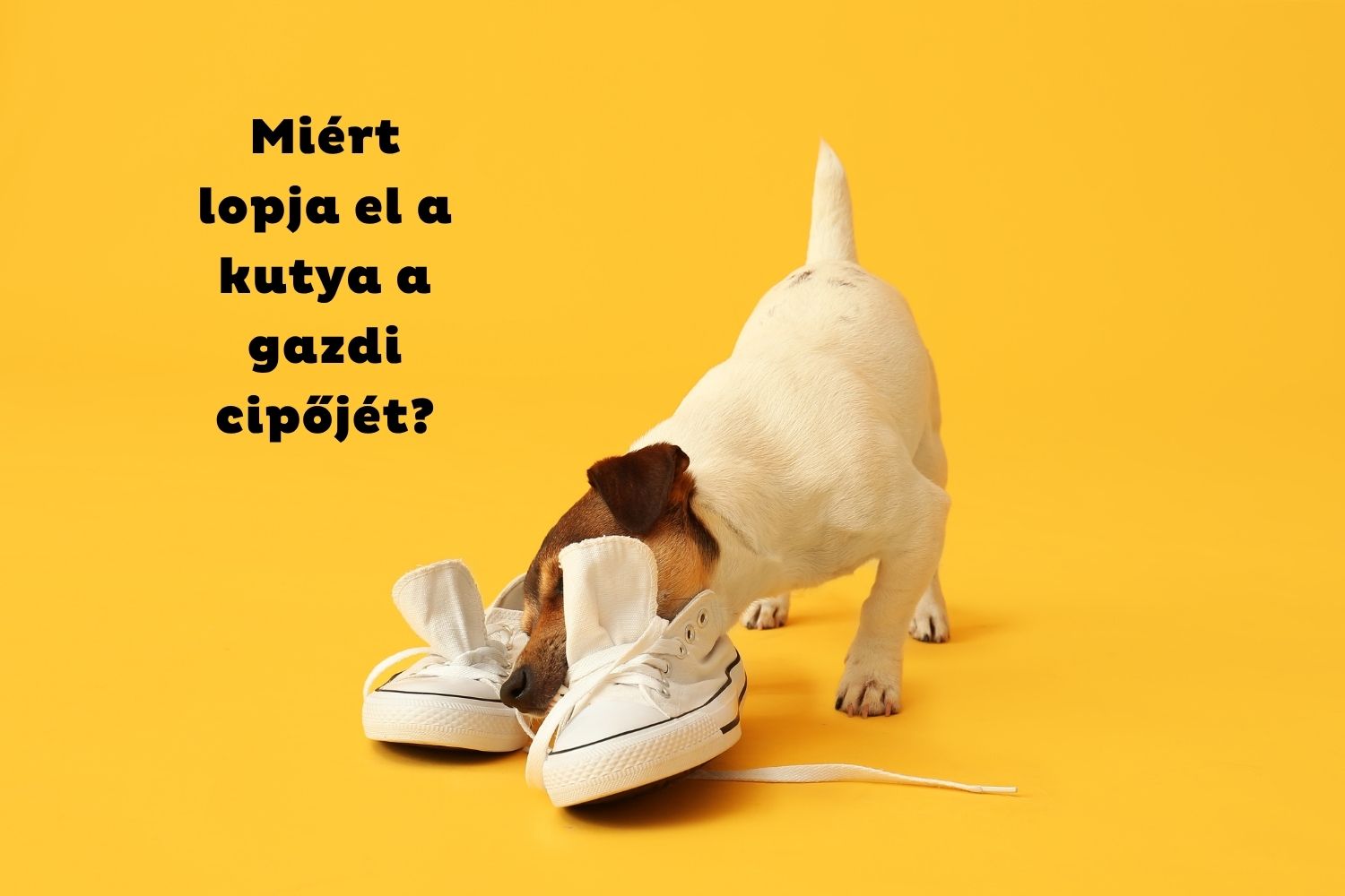 Sárga háttér, jack russel terrier fehér tornacipőkkel játszik