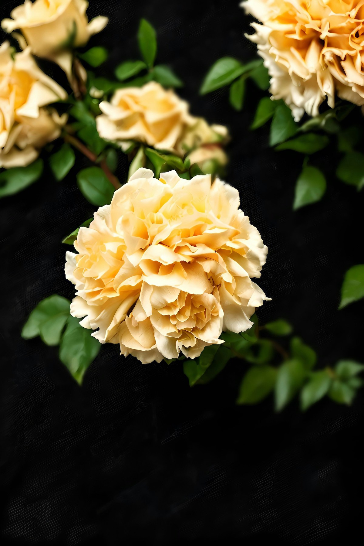 Sárga szegfű zöld levelekkel