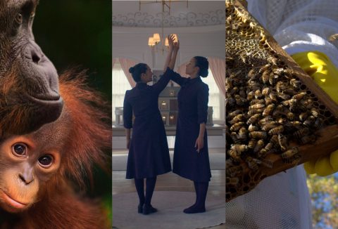 Disney+ újdonságok 2026. április: a Föld napja alkalmából Orángutánok, Titokzatos méhek, illetve középen jelenet a Testamentumok című sorozatból