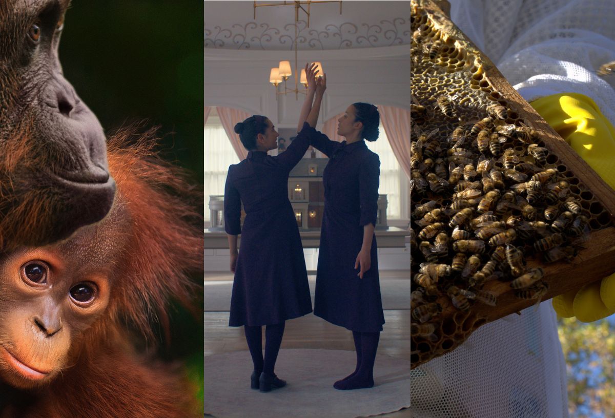 Disney+ újdonságok 2026. április: a Föld napja alkalmából Orángutánok, Titokzatos méhek, illetve középen jelenet a Testamentumok című sorozatból