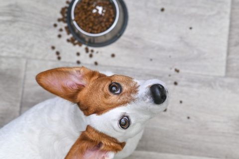 Jack russel terrier a kutyatál mellett néz fel, a földön szétszóródott kutyatáp