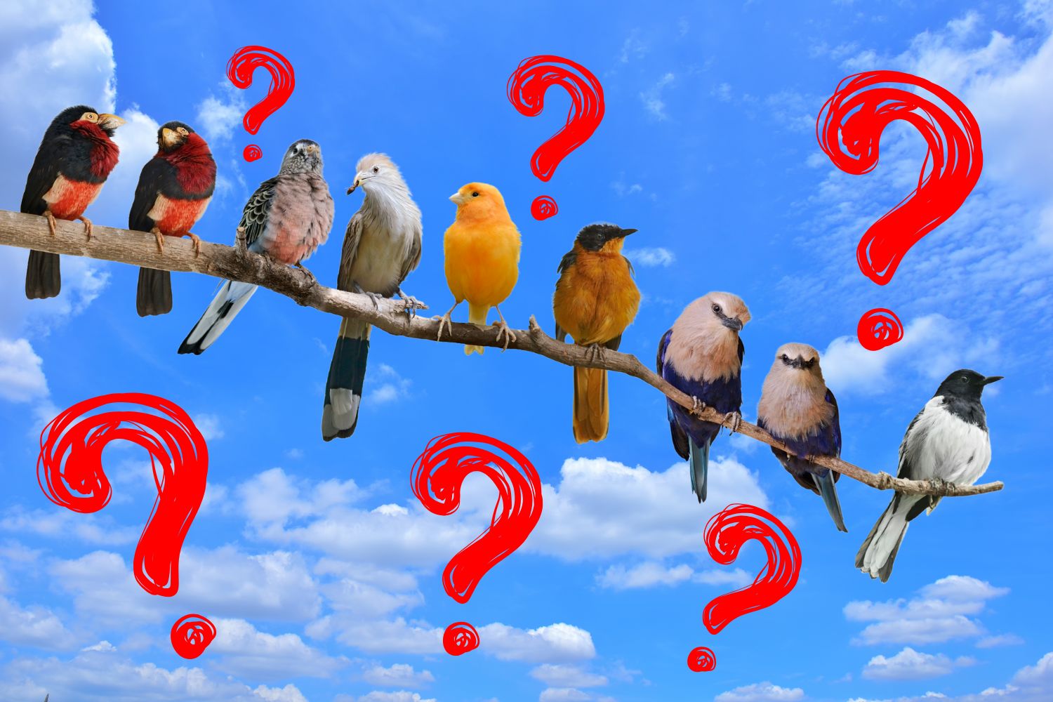 Égbolt háttérben, ágon madarak ülnek sorban, piros kérdőjelek