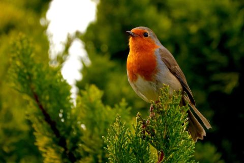 Vörösbegy fenyő ágán ül