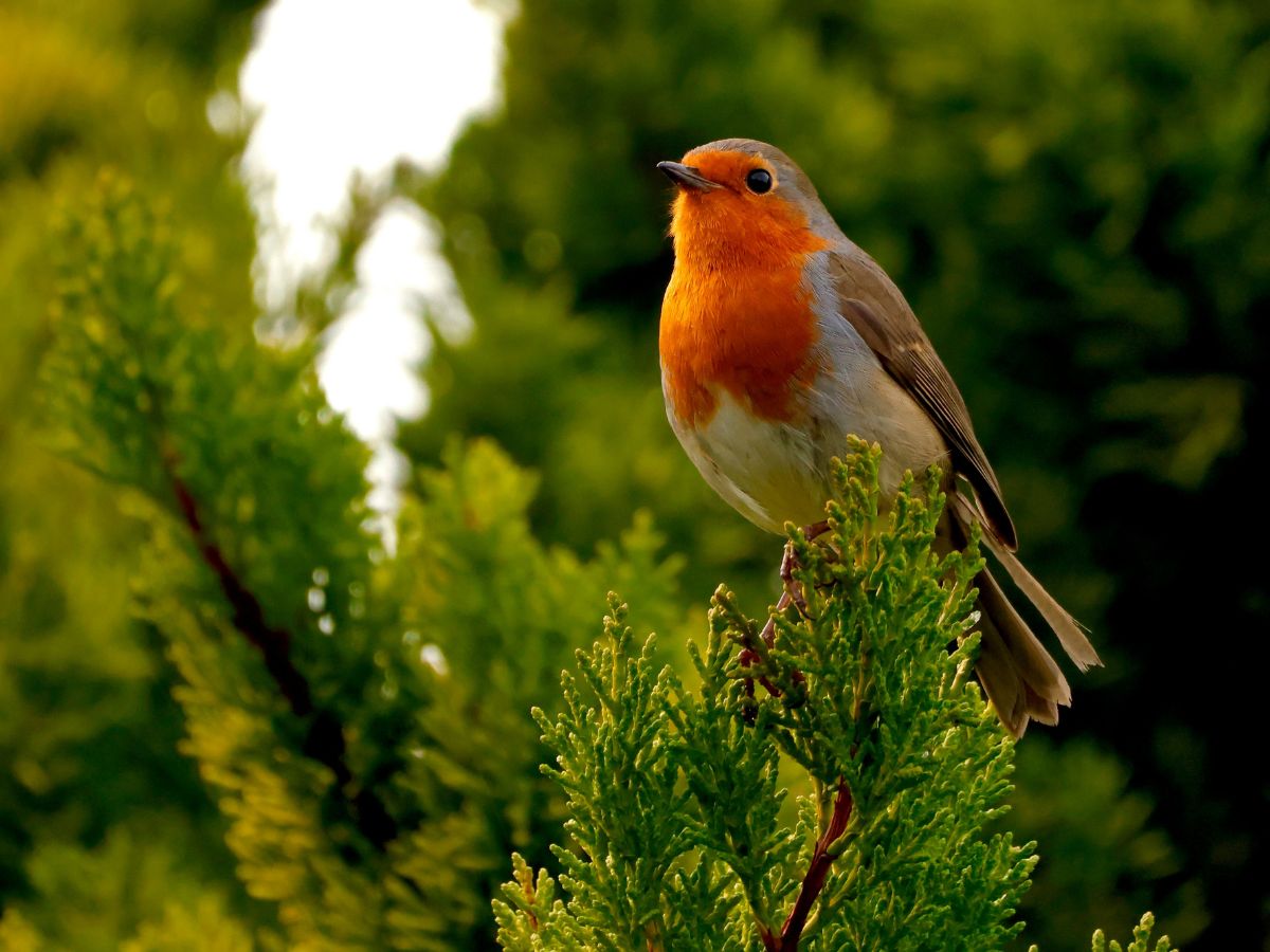 Vörösbegy fenyő ágán ül