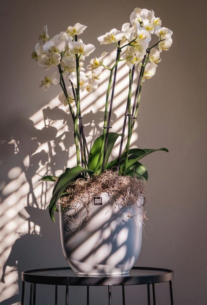 orchidea-gondozasa | Marie Claire fehér orchidea kerámai kaspóban, a fény reluxán át csíkokban vetül a növényre és a falra