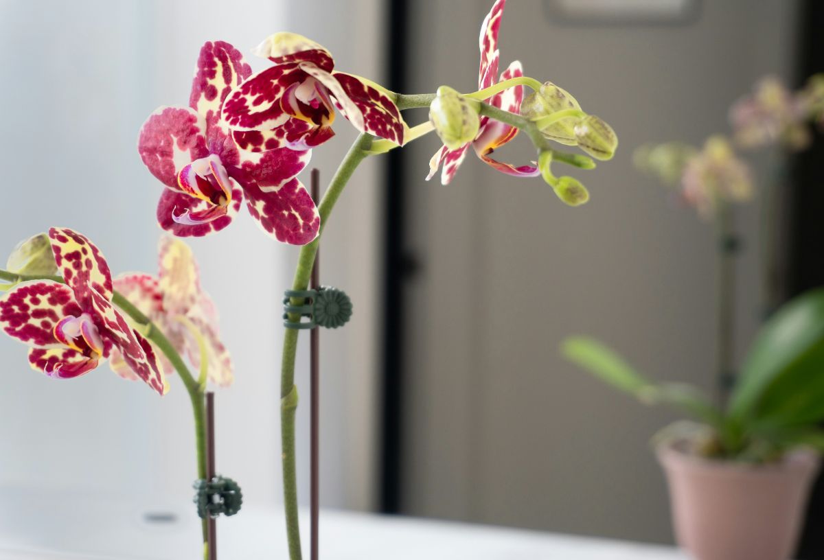 Bordo foltos szirmú orchidea virág ablakban