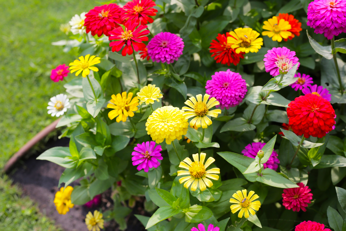 Színes rézvirágok a kertben