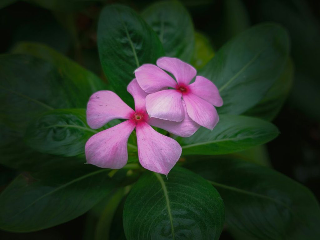 rozsas-meteng-vinka-keresztnev | Marie Claire Rózsaszínű rózsás meténg virág közeli képen, sötét háttérrel