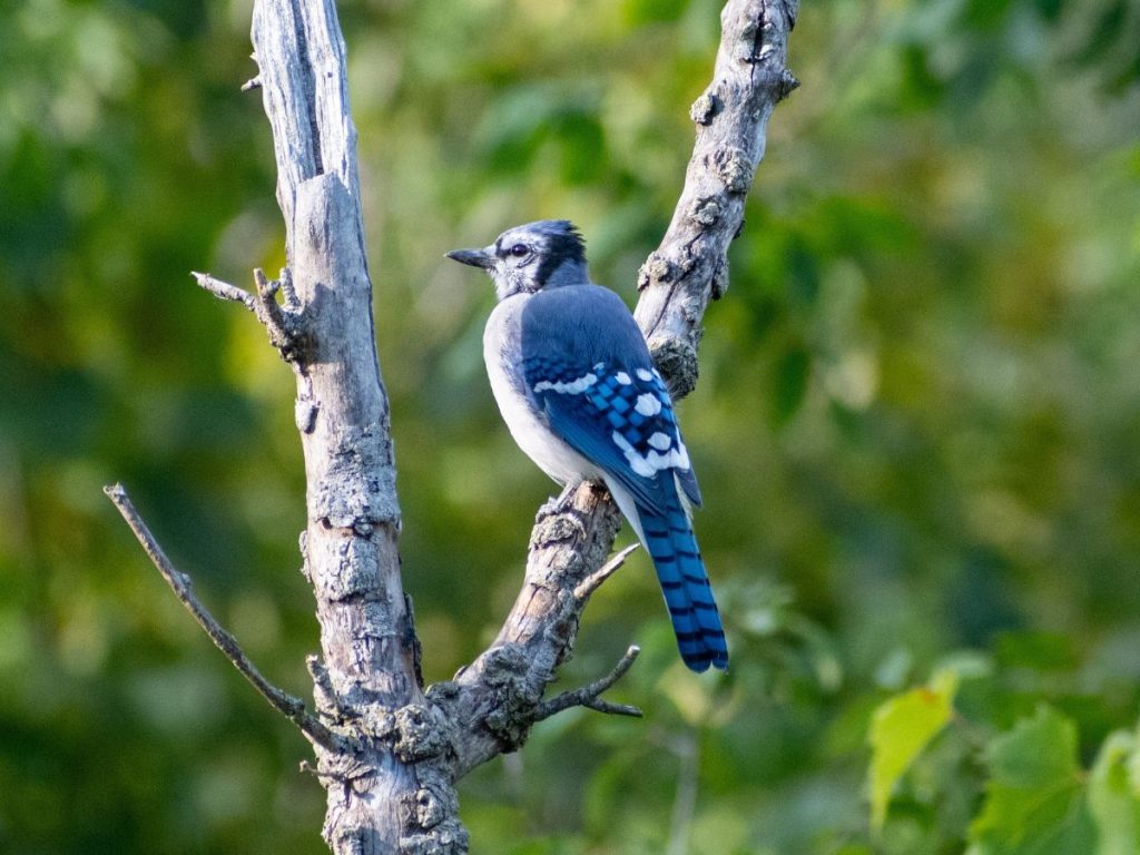 szajko-kertben | Marie Claire Szajkó faágon ül kertben