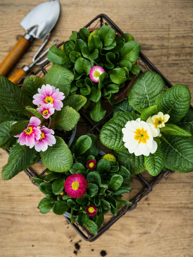 Kis kerti ásó, primulák ültetés után